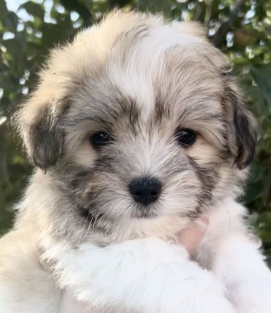 Wir planen einen Wurf Coton de Tuléar Welpen (VDH/FCI) für Ende Mai 2026!