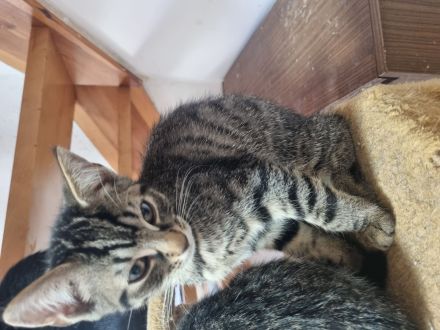 Katzenkinder/Kitten/Katzenbaby