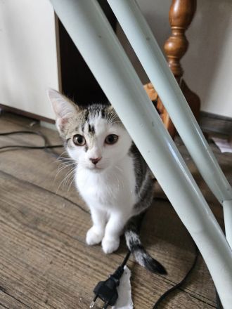 Katzenkinder/Kitten/Katzenbaby