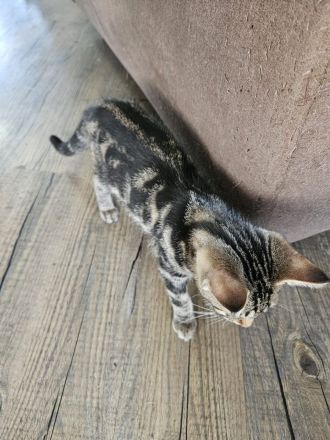 Katzenkinder/Kitten/Katzenbaby