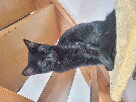 Katzenkinder/Kitten/Katzenbaby