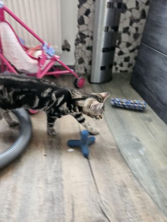 Katzenkinder/Kitten/Katzenbaby