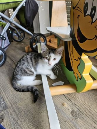 Katzenkinder/Kitten/Katzenbaby