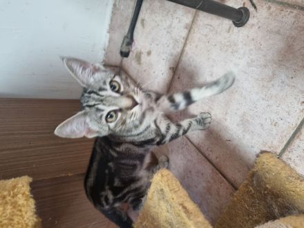 Katzenkinder/Kitten/Katzenbaby