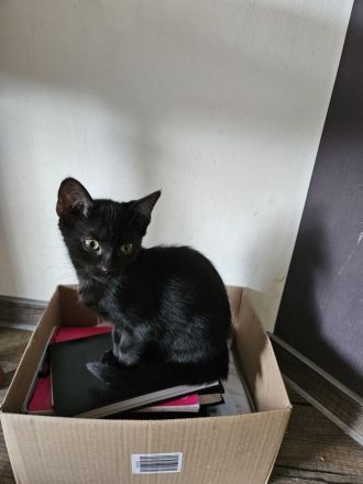 Katzenkinder/Kitten/Katzenbaby