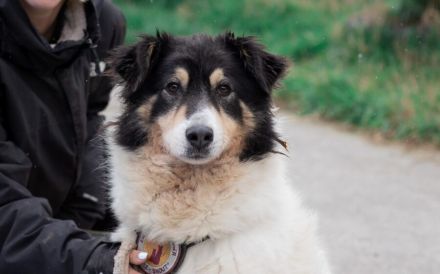 Liebenswerte Traumhündin Alita sucht ein Zuhause