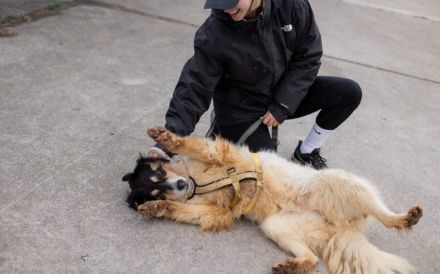 Liebenswerte Traumhündin Alita sucht ein Zuhause