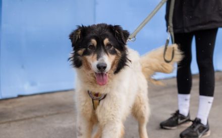 Liebenswerte Traumhündin Alita sucht ein Zuhause