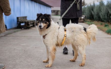 Liebenswerte Traumhündin Alita sucht ein Zuhause