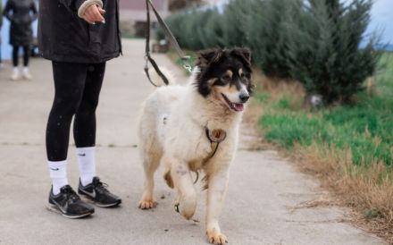 Liebenswerte Traumhündin Alita sucht ein Zuhause