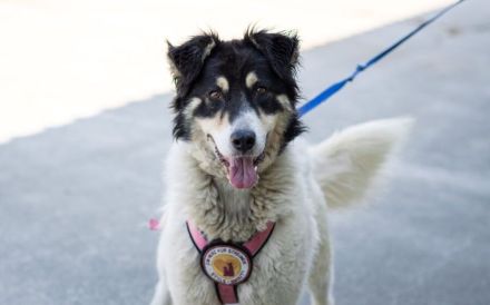 Liebenswerte Traumhündin Alita sucht ein Zuhause