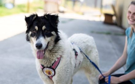 Liebenswerte Traumhündin Alita sucht ein Zuhause