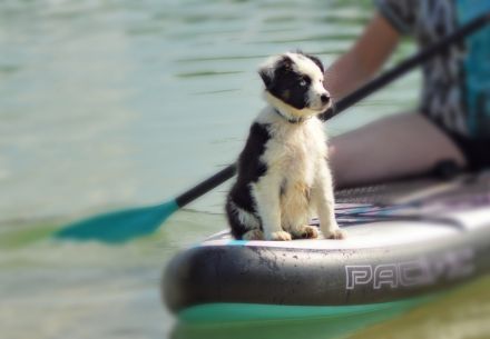 2 Mini Aussi Buben suchen ihre Familien