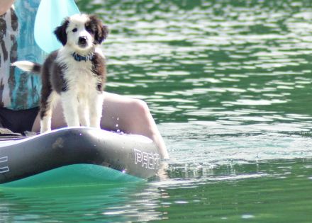 2 Mini Aussi Buben suchen ihre Familien