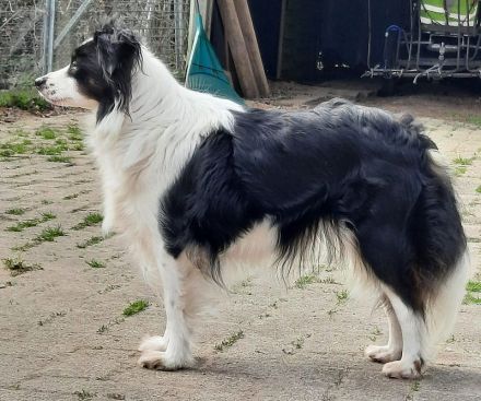 2 Mini Aussi Buben suchen ihre Familien