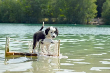 2 Mini Aussi Buben suchen ihre Familien