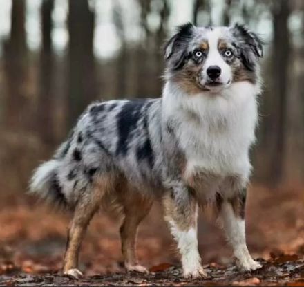 2 Mini Aussi Buben suchen ihre Familien