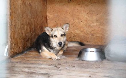 Schenkst du Lisa ein neues Zuhause?