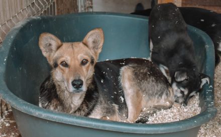 Schenkst du Lisa ein neues Zuhause?