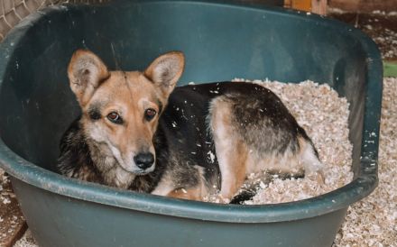 Schenkst du Lisa ein neues Zuhause?