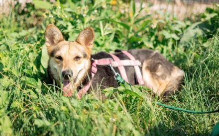 Schenkst du Lisa ein neues Zuhause?