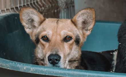 Schenkst du Lisa ein neues Zuhause?