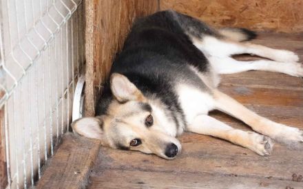 Schenkst du Lisa ein neues Zuhause?