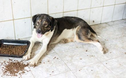 Bundy wurde von der Kette befreit und sucht nun ein liebevolles Zuhause.