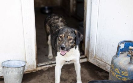 Bundy wurde von der Kette befreit und sucht nun ein liebevolles Zuhause.