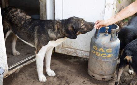 Bundy wurde von der Kette befreit und sucht nun ein liebevolles Zuhause.
