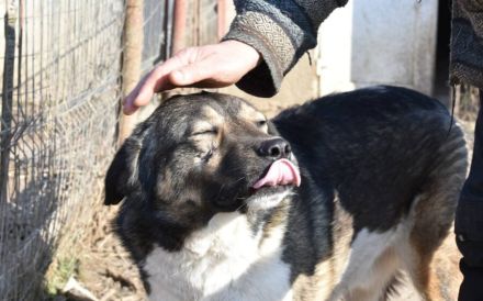 Bundy wurde von der Kette befreit und sucht nun ein liebevolles Zuhause.