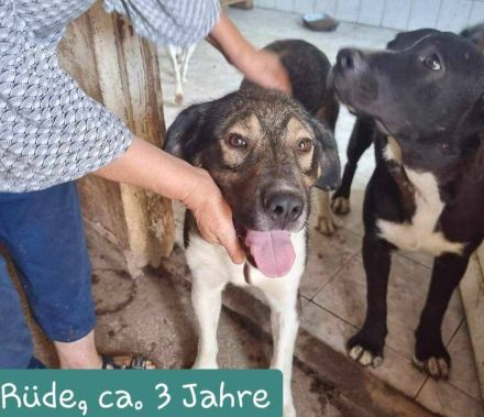 Bundy wurde von der Kette befreit und sucht nun ein liebevolles Zuhause.