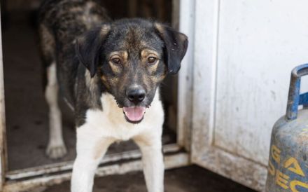 Bundy wurde von der Kette befreit und sucht nun ein liebevolles Zuhause.