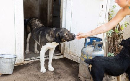 Bundy wurde von der Kette befreit und sucht nun ein liebevolles Zuhause.