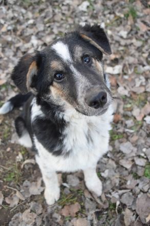 Alfonz, freundlicher, 1-jähriger, 53 cm großer, kastrierter Junghund - aufgeschlossen, medium aktiv