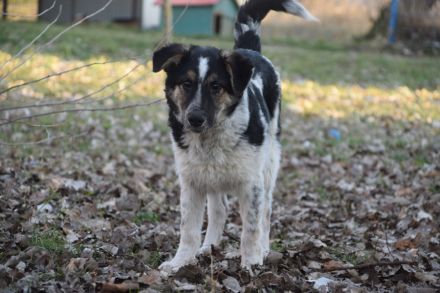 Alfonz, freundlicher, 1-jähriger, 53 cm großer, kastrierter Junghund - aufgeschlossen, medium aktiv