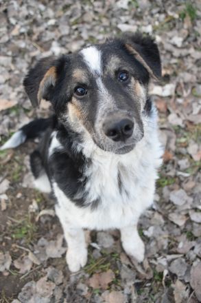 Alfonz, freundlicher, 1-jähriger, 53 cm großer, kastrierter Junghund - aufgeschlossen, medium aktiv