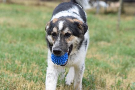 Alfonz, freundlicher, 1-jähriger, 53 cm großer, kastrierter Junghund - aufgeschlossen, medium aktiv