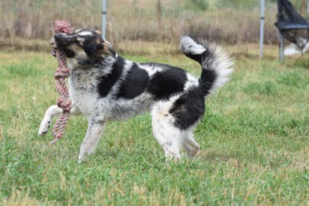 Alfonz, freundlicher, 1-jähriger, 53 cm großer, kastrierter Junghund - aufgeschlossen, medium aktiv