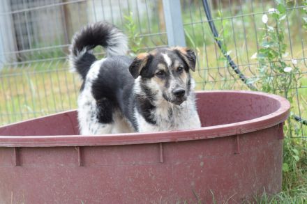 Alfonz, freundlicher, 1-jähriger, 53 cm großer, kastrierter Junghund - aufgeschlossen, medium aktiv