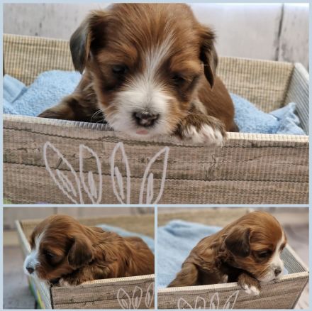 Reinrassige Havaneser Deckrüden (KEIN VERKAUF!)