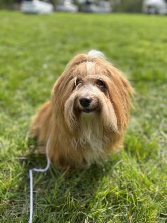 Reinrassige Havaneser Deckrüden (KEIN VERKAUF!)