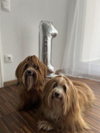 Reinrassige Havaneser Deckrüden (KEIN VERKAUF!)