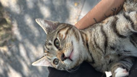 Liebevolles katzenmädchen namens malou abzugeben