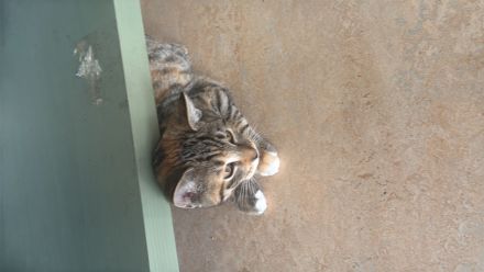 Liebevolles katzenmädchen namens malou abzugeben