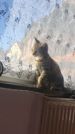 Liebevolles katzenmädchen namens malou abzugeben