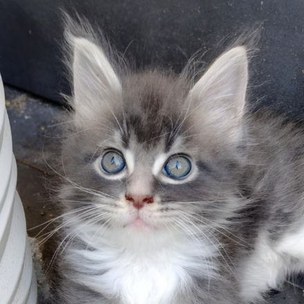 Gesundes Maine-Coon-Junge aus seriöser Zucht