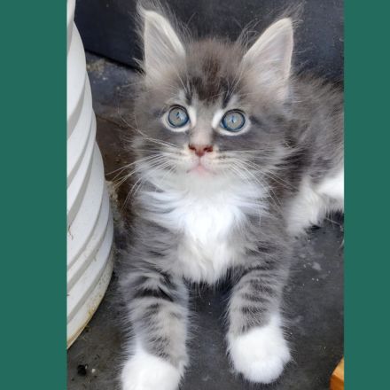 Gesundes Maine-Coon-Junge aus seriöser Zucht