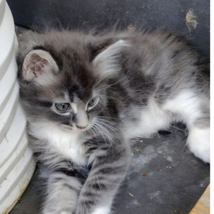 Gesundes Maine-Coon-Junge aus seriöser Zucht