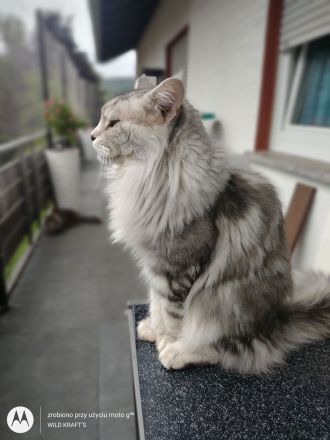 Gesundes Maine-Coon-Junge aus seriöser Zucht